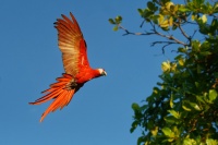 Ara arakanga - Ara macao - Scarlet Macaw 5630